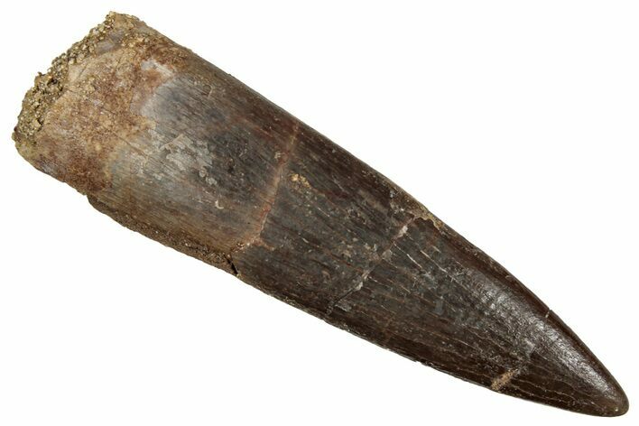 Fossil Plesiosaur (Zarafasaura) Tooth - Morocco #349877